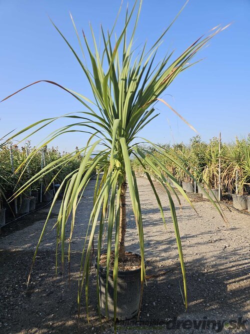 Dracéna Indivisa Green na kmienku 125/150 cm v črepníku 20/25l Dracaena Indivisa Green