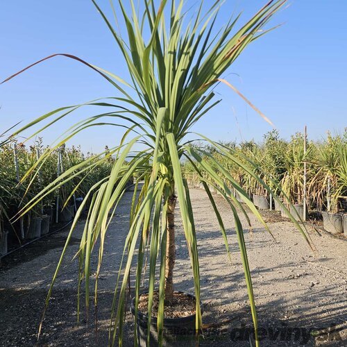 Dracéna Indivisa Green na kmienku 125/150 cm v črepníku 20/25l Dracaena Indivisa Green