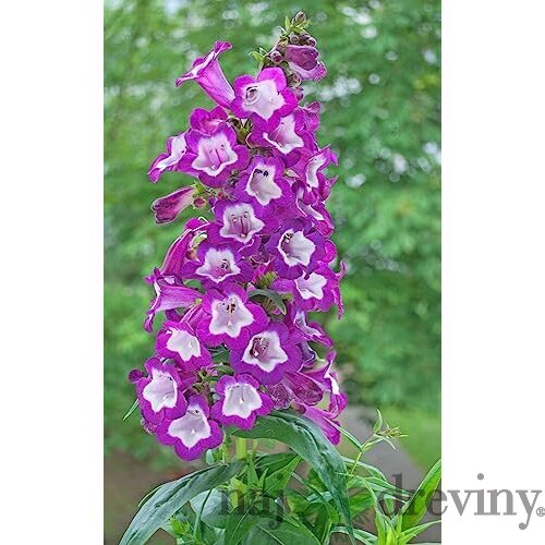 Dráčik - fialový (Violet), výška 30/50 cm, v črepníku 2l Penstemon hartwegii Violet