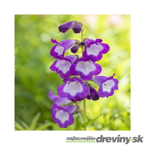 Dráčik Purple Passion, v črepníku P9 Penstemon Purple Passion