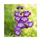 Dráčik Purple Passion, v črepníku P9 Penstemon Purple Passion