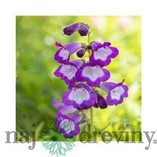 Dráčik Purple Passion, v črepníku P9 Penstemon Purple Passion