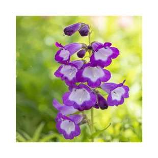 Dráčik Purple Passion, v črepníku P9 Penstemon Purple Passion