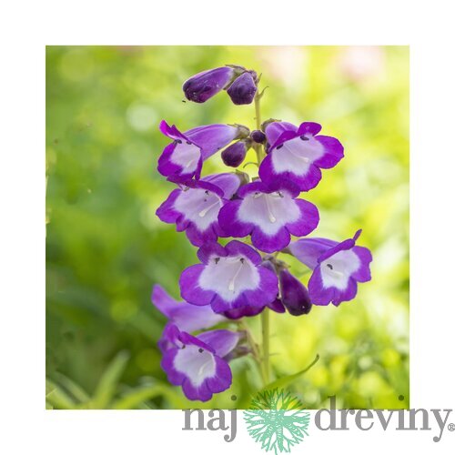 Dráčik Purple Passion, v črepníku P9 Penstemon Purple Passion