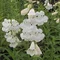 Dráčik White Bedder, v črepníku P9 Penstemon White Bedder
