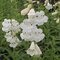 Dráčik White Bedder, v črepníku P9 Penstemon White Bedder