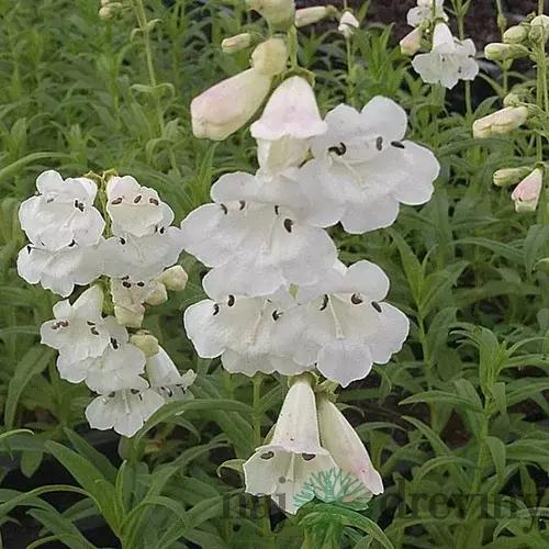 Dráčik White Bedder, v črepníku P9 Penstemon White Bedder