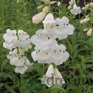 Dráčik White Bedder, v črepníku P9 Penstemon White Bedder
