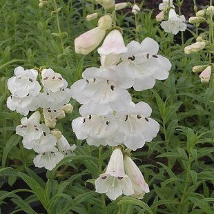 Dráčik White Bedder, v črepníku P9 Penstemon White Bedder