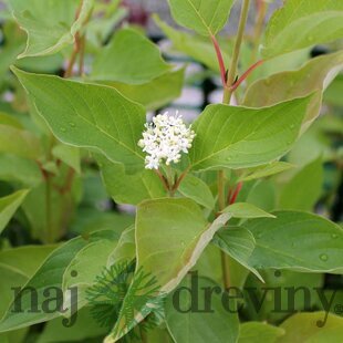 Drieň biely, 30/+cm, v črepníku Cornus alba