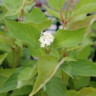 Drieň biely, 30/+cm, v črepníku Cornus alba