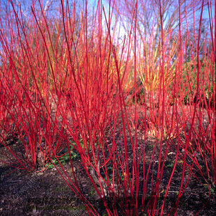 Drieň biely Sibirica, 40/+ cm, v črepníku 3l Cornus alba Sibirica