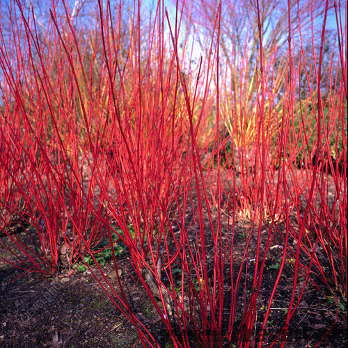 Drieň biely Sibirica, 40/+ cm, v črepníku 3l Cornus alba Sibirica