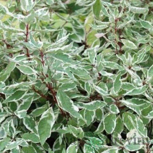 Drieň biely Sibirica, výška 60/80 cm, v črepníku Cornus alba Sibirica Varieagata