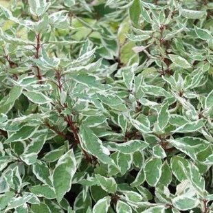 Drieň biely Sibirica, výška 60/80 cm, v črepníku Cornus alba Sibirica Varieagata