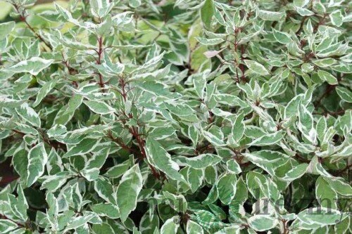 Drieň biely Sibirica, výška 60/80 cm, v črepníku Cornus alba Sibirica Varieagata