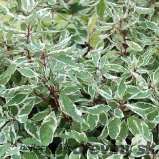 Drieň biely Sibirica, výška 60/80 cm, v črepníku Cornus alba Sibirica Varieagata