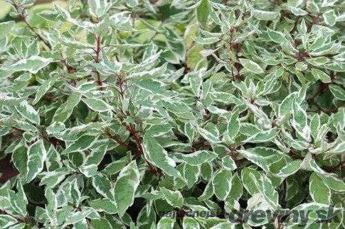 Drieň biely Sibirica, výška 60/80 cm, v črepníku Cornus alba Sibirica Varieagata