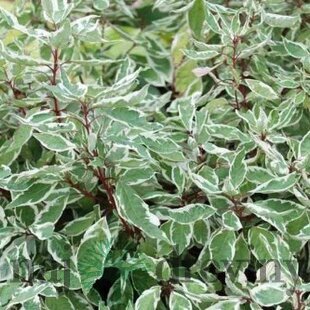 Drieň biely Sibirica, výška 60/80 cm, v črepníku Cornus alba Sibirica Varieagata