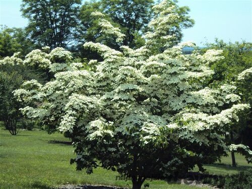 Drieň japonský China Girl, výška 80/+ cm, v črepníku 7,5l Cornus kousa China Girl