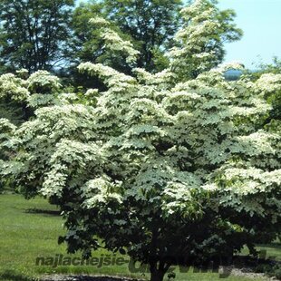 Drieň japonský China Girl, výška 80/+ cm, v črepníku 7,5l Cornus kousa China Girl