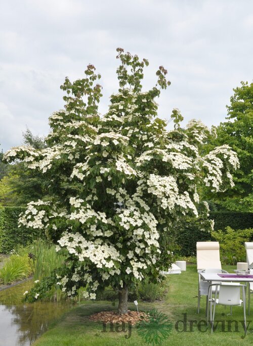 Drieň japonský ´China Girl´, výška 90/110 cm, v črepníiku 7l Cornus kousa ‘China Girl‘