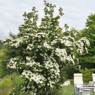 Drieň japonský ´China Girl´, výška 90/110 cm, v črepníiku 7l Cornus kousa ‘China Girl‘