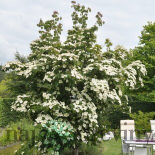 Drieň japonský ´China Girl´, výška 90/110 cm, v črepníiku 7l Cornus kousa ‘China Girl‘
