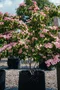 Drieň japonský Satomi, 30/50 cm, v črepníku 5l Cornus kousa Satomi