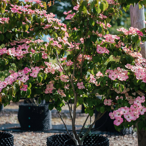Drieň japonský Satomi, 30/50 cm, v črepníku 5l Cornus kousa Satomi