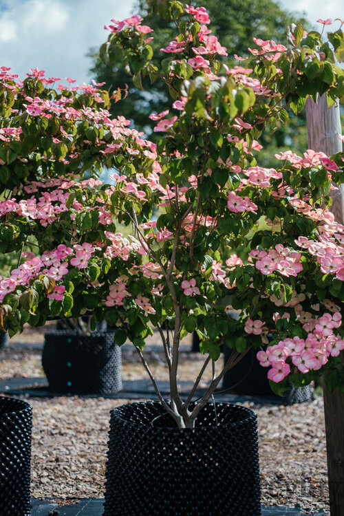Drieň japonský Satomi, 30/50 cm, v črepníku 5l Cornus kousa Satomi