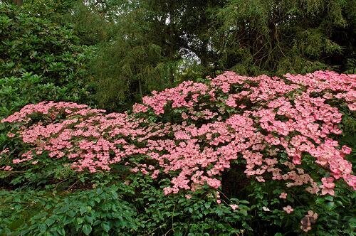 Drieň japonský Satomi, 70/80 cm, v črepníku 5l Cornus kousa Satomi
