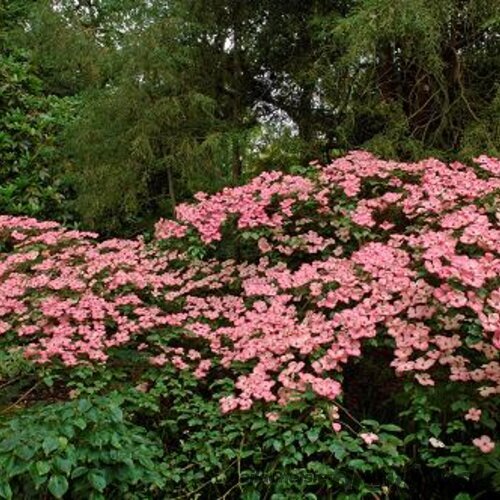 Drieň japonský Satomi, 70/80 cm, v črepníku 5l Cornus kousa Satomi