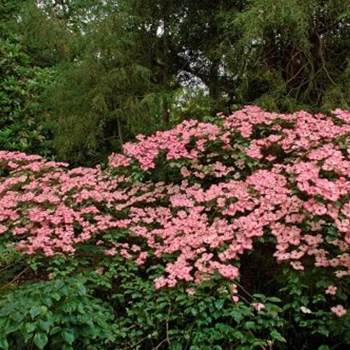 Drieň japonský Satomi, 70/80 cm, v črepníku 5l Cornus kousa Satomi