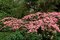 Drieň japonský Satomi, 70/80 cm, v črepníku 5l Cornus kousa Satomi