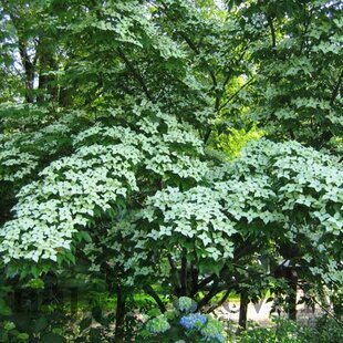 Drieň japonský ´ Schmetterling ´, výška 60/80 cm v črepníku 7l Cornus kousa ´ Schmetterling ´