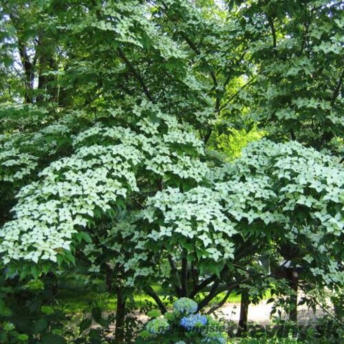 Drieň japonský ´ Schmetterling ´, výška 60/80 cm v črepníku 7l Cornus kousa ´ Schmetterling ´