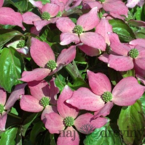 Drieň japonský, výška 30/60 cm, v črepníku 2l Cornus kousa var. chinensis