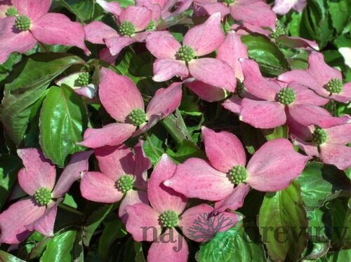 Drieň japonský, výška 30/60 cm, v črepníku 2l Cornus kousa var. chinensis