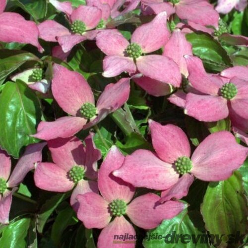 Drieň japonský, výška 30/60 cm, v črepníku 2l Cornus kousa var. chinensis