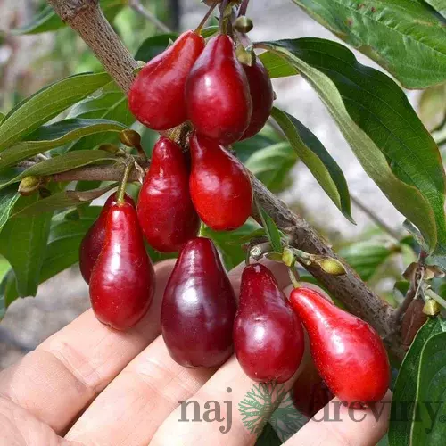 Drieň jedlý 30/50 cm, v črepníku Cornus Mas