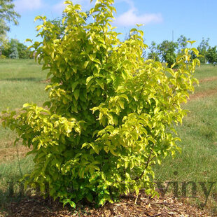 Drieň jedlý Aurea, výška 30/50, v črepníku Cornus Mas Aurea