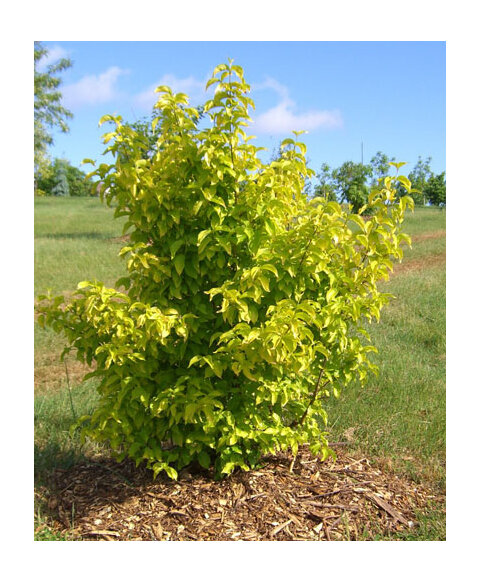Drieň jedlý Aurea, výška 30/50, v črepníku Cornus Mas Aurea