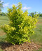 Drieň jedlý Aurea, výška 30/50, v črepníku Cornus Mas Aurea