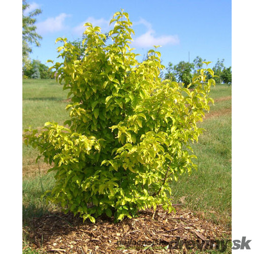 Drieň jedlý Aurea, výška 30/50, v črepníku Cornus Mas Aurea