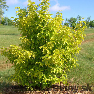 Drieň jedlý Aurea, výška 30/50, v črepníku Cornus Mas Aurea