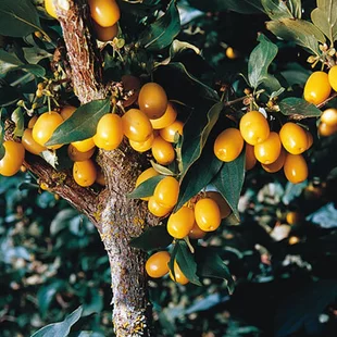 Drieň jedlý Jantarnij 100/120 cm, v črepníku Cornus Mas Jantarnij