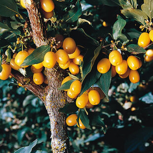 Drieň jedlý Jantarnij 100/120 cm, v črepníku Cornus Mas Jantarnij