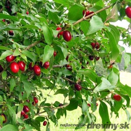 Drieň jedlý Jolico, výška 30/50 cm, v črepníku Cornus Mas Jolico