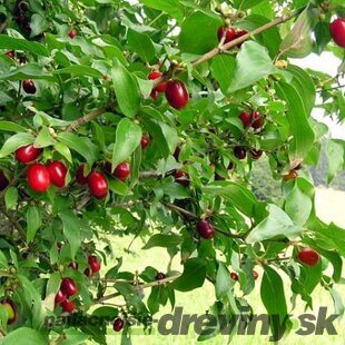 Drieň jedlý Jolico, výška 30/50 cm, v črepníku Cornus Mas Jolico